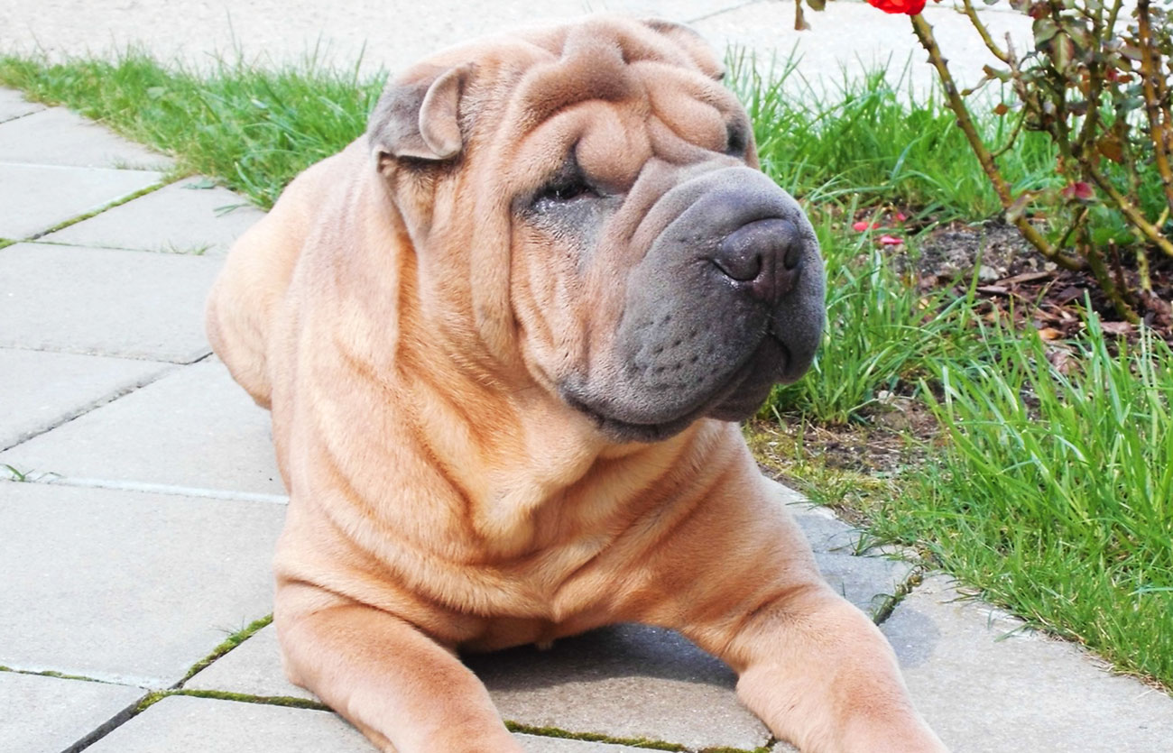 El pelaje de un perro shar pei