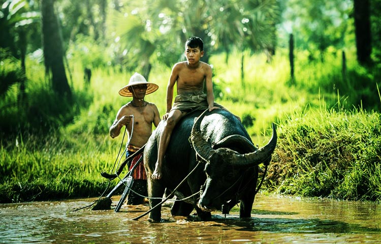 flora y fauna de Camboya