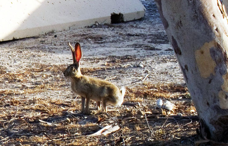 flora y fauna de Irak