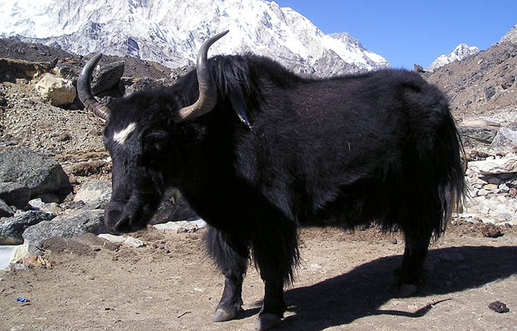 flora y fauna de Nepal