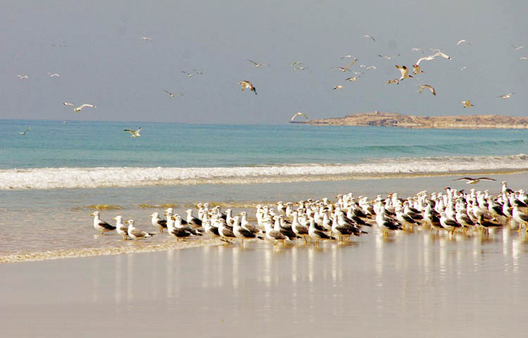 flora y fauna de Oman