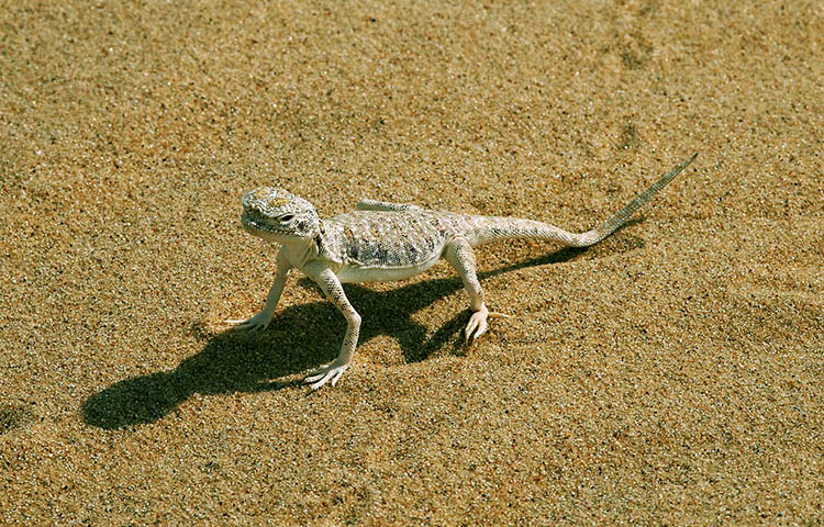 flora y fauna de Qatar