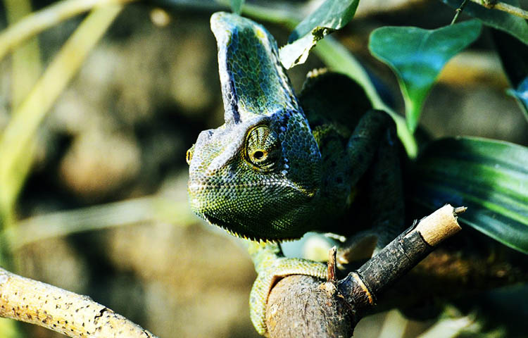 flora y fauna de Yemen