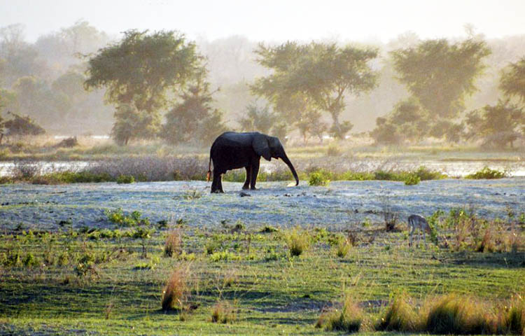 flora y fauna de Zimbabue