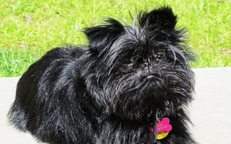 País de origen de la raza affenpinscher