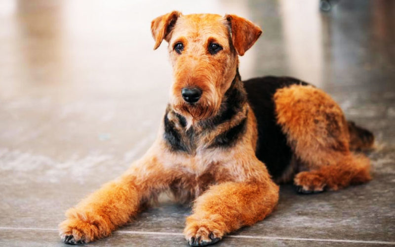 País de origen de la raza airedale terrier