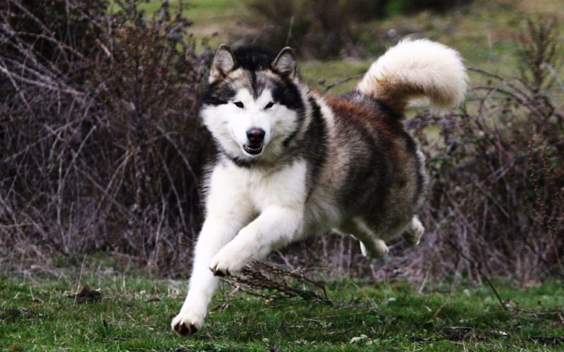 País de origen de la raza malamute de Alaska