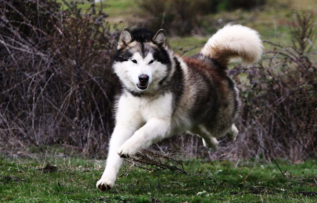 País de origen de la raza malamute de Alaska