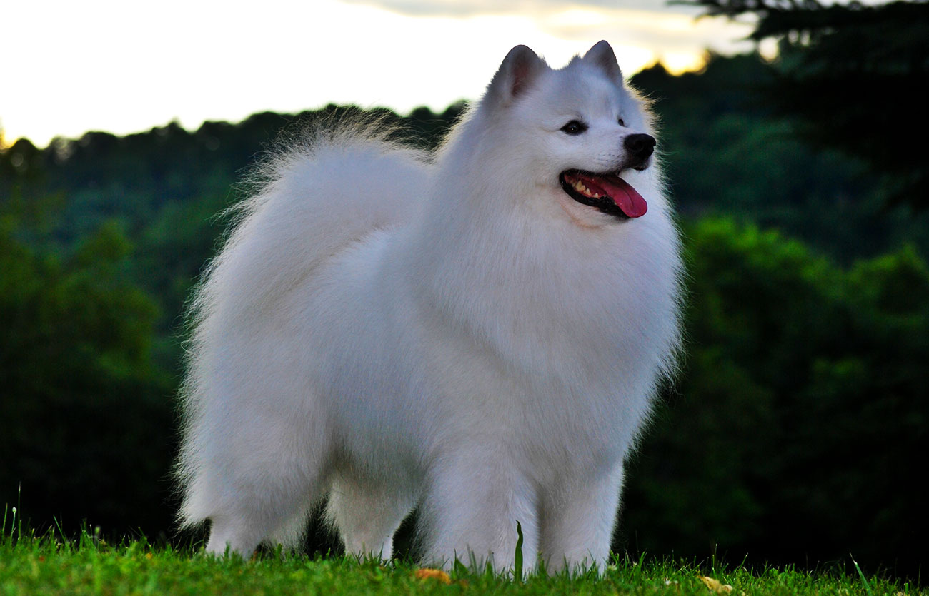 País de origen del perro esquimal americano