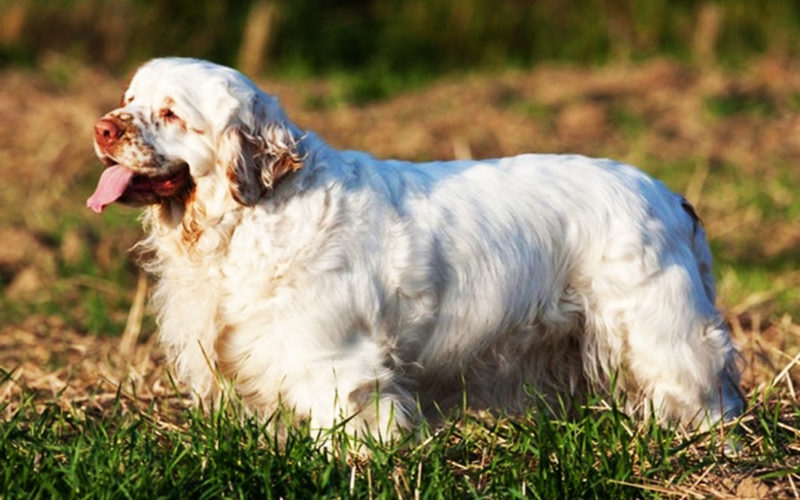 El pelaje de un perro clumber spaniel