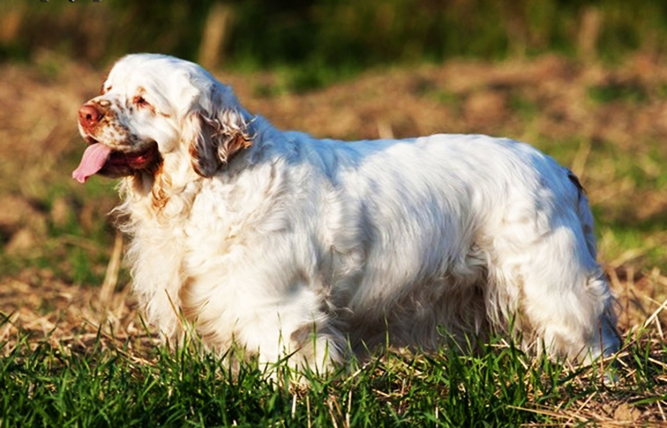 El pelaje de un perro clumber spaniel