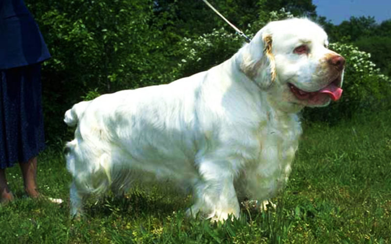 Enfermedades y esperanza de vida de un clumber spaniel