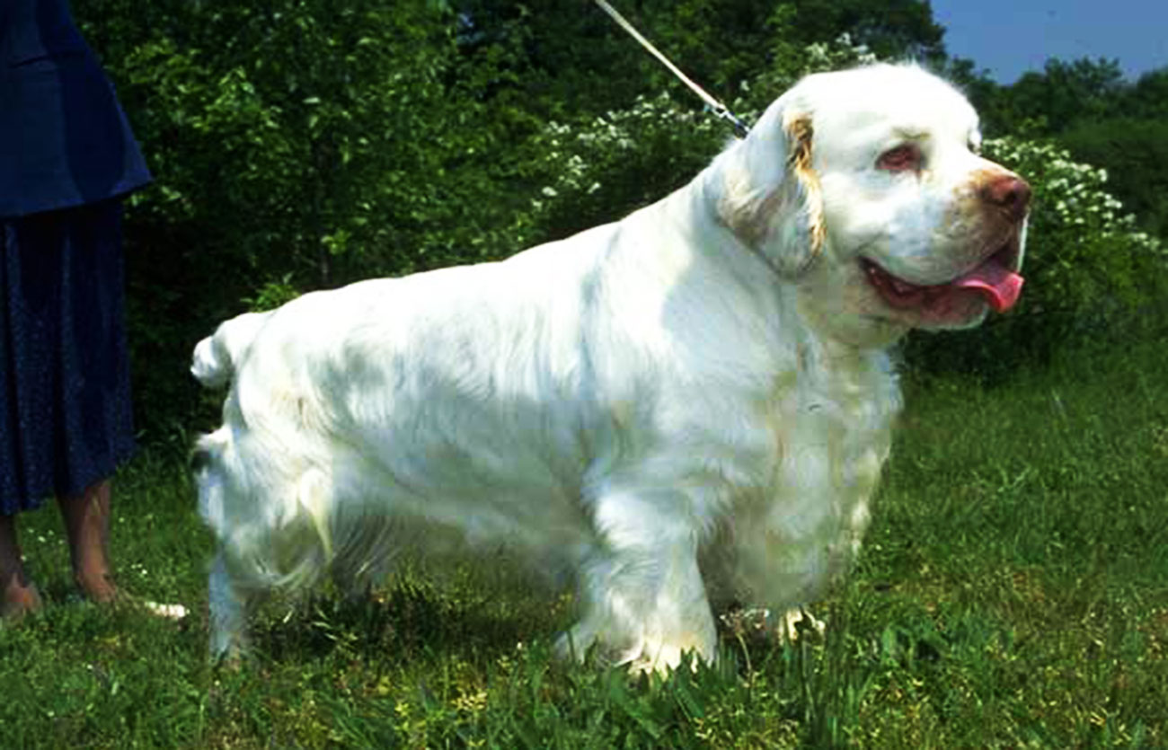 Enfermedades y esperanza de vida de un clumber spaniel