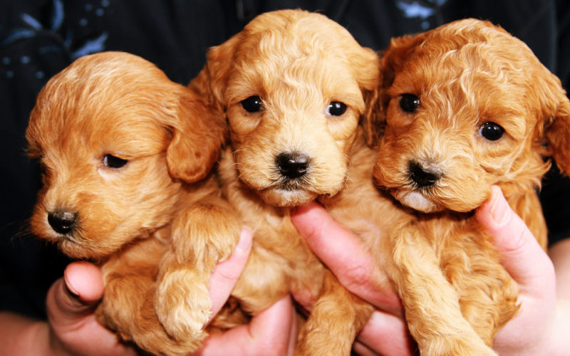 El pelaje de un perro cocker spaniel