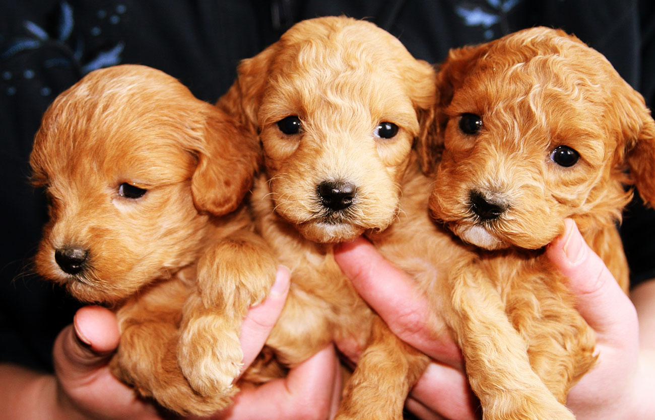 El pelaje de un perro cocker spaniel