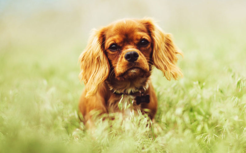 Enfermedades y esperanza de vida de un cocker spaniel