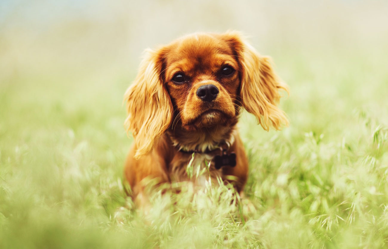 Enfermedades y esperanza de vida de un cocker spaniel