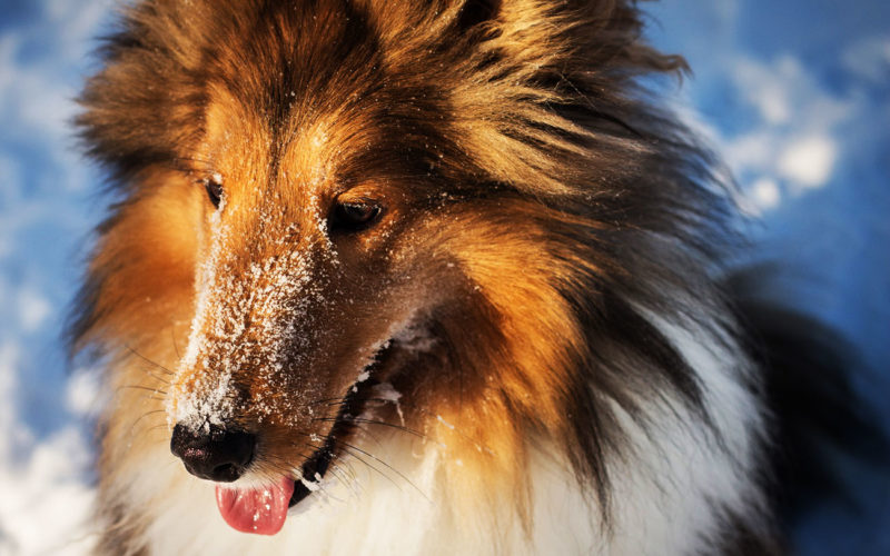 Enfermedades y esperanza de vida de un collie