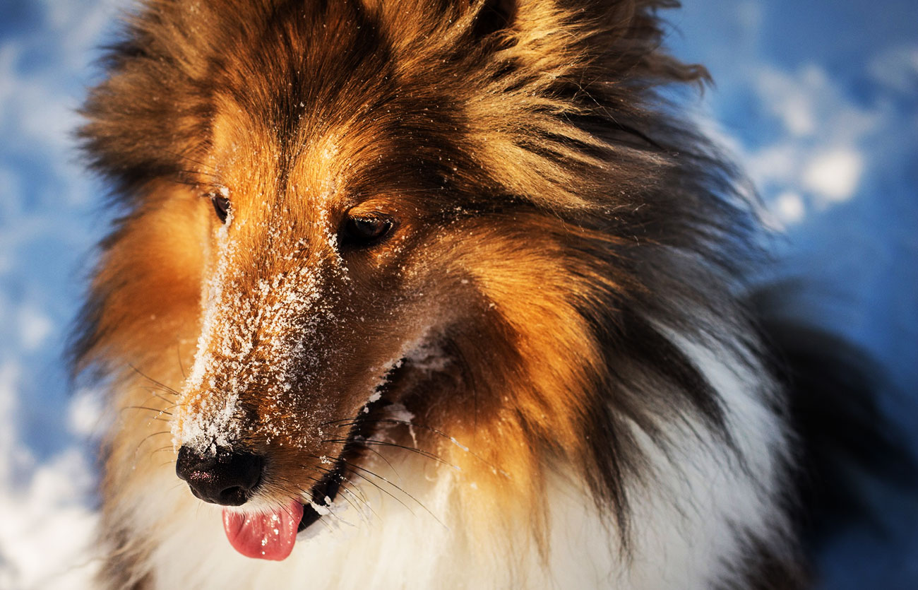 Enfermedades y esperanza de vida de un collie