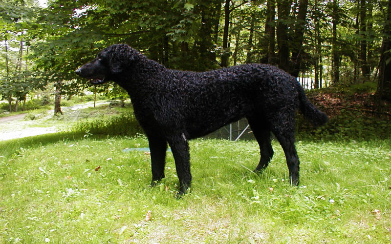 Enfermedades y esperanza de vida de un retriever de pelo rizado