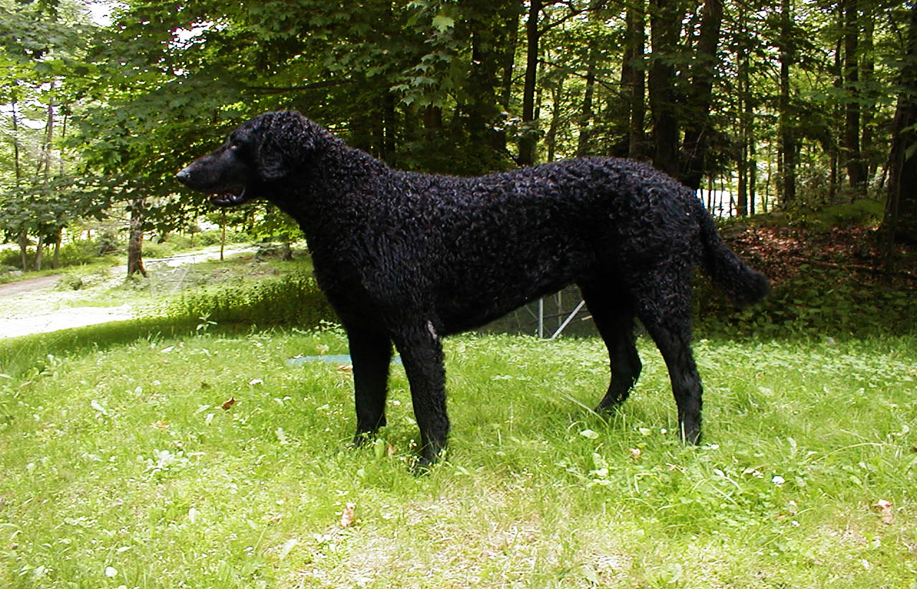 Enfermedades y esperanza de vida de un retriever de pelo rizado