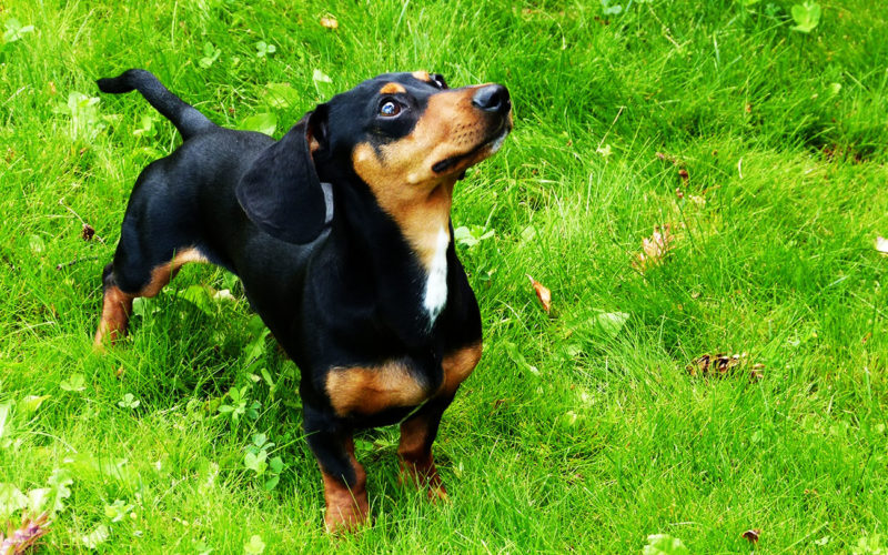 El pelaje de un perro teckel