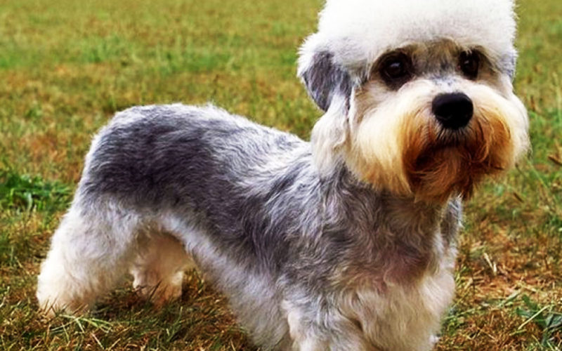 El pelaje de un perro dandie dinmont terrier