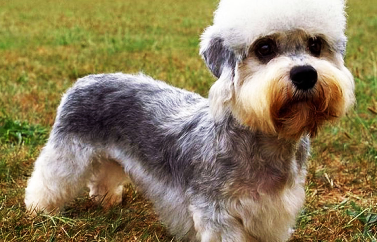 El pelaje de un perro dandie dinmont terrier