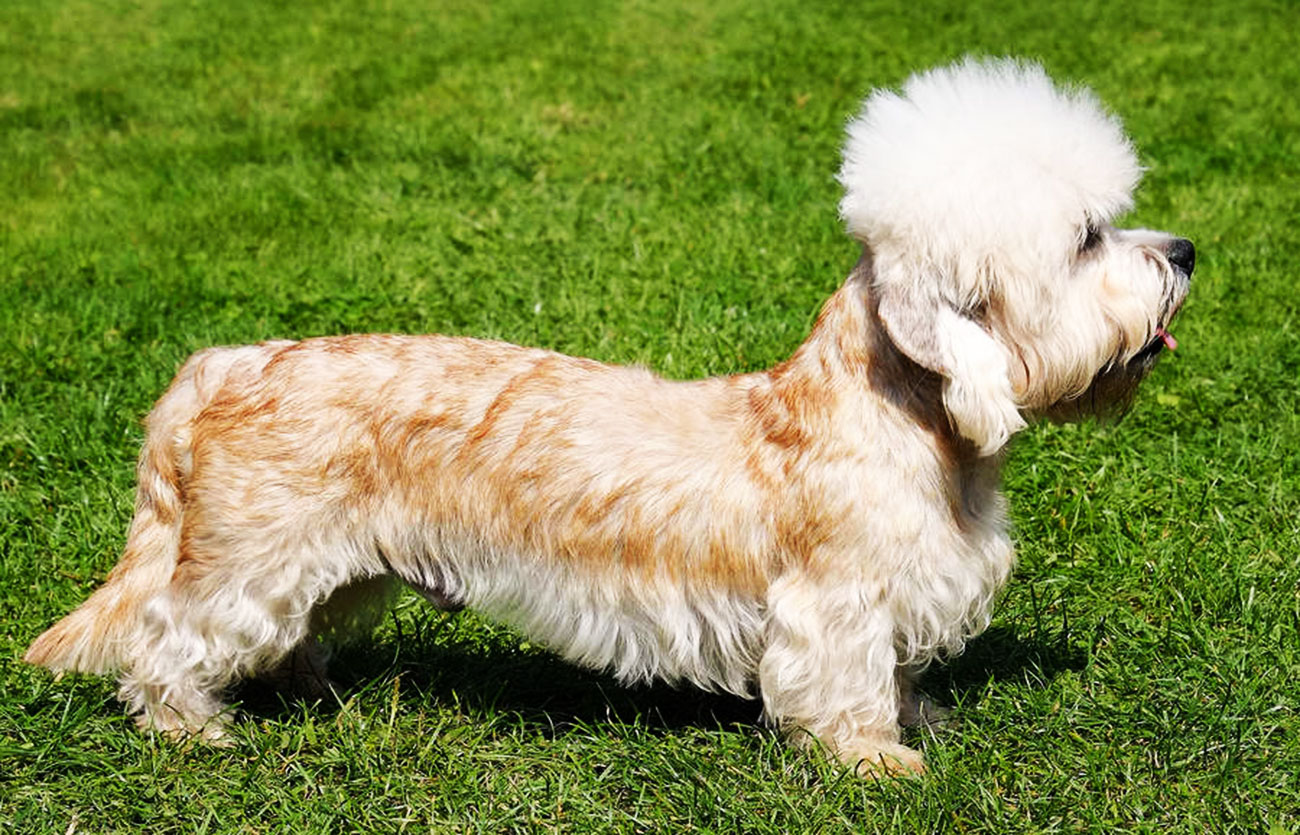 Enfermedades y esperanza de vida de un dandie dinmont terrier