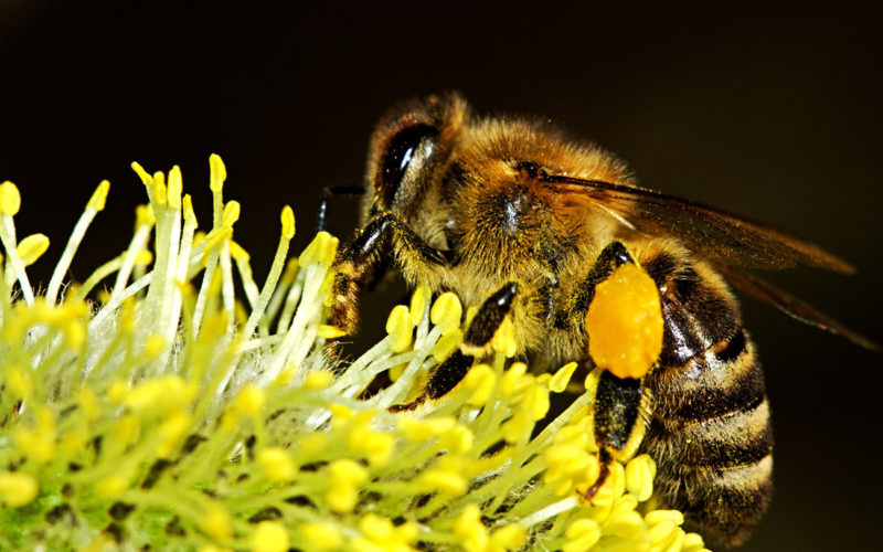 Diferencias entre abejorros y abejas carpinteras