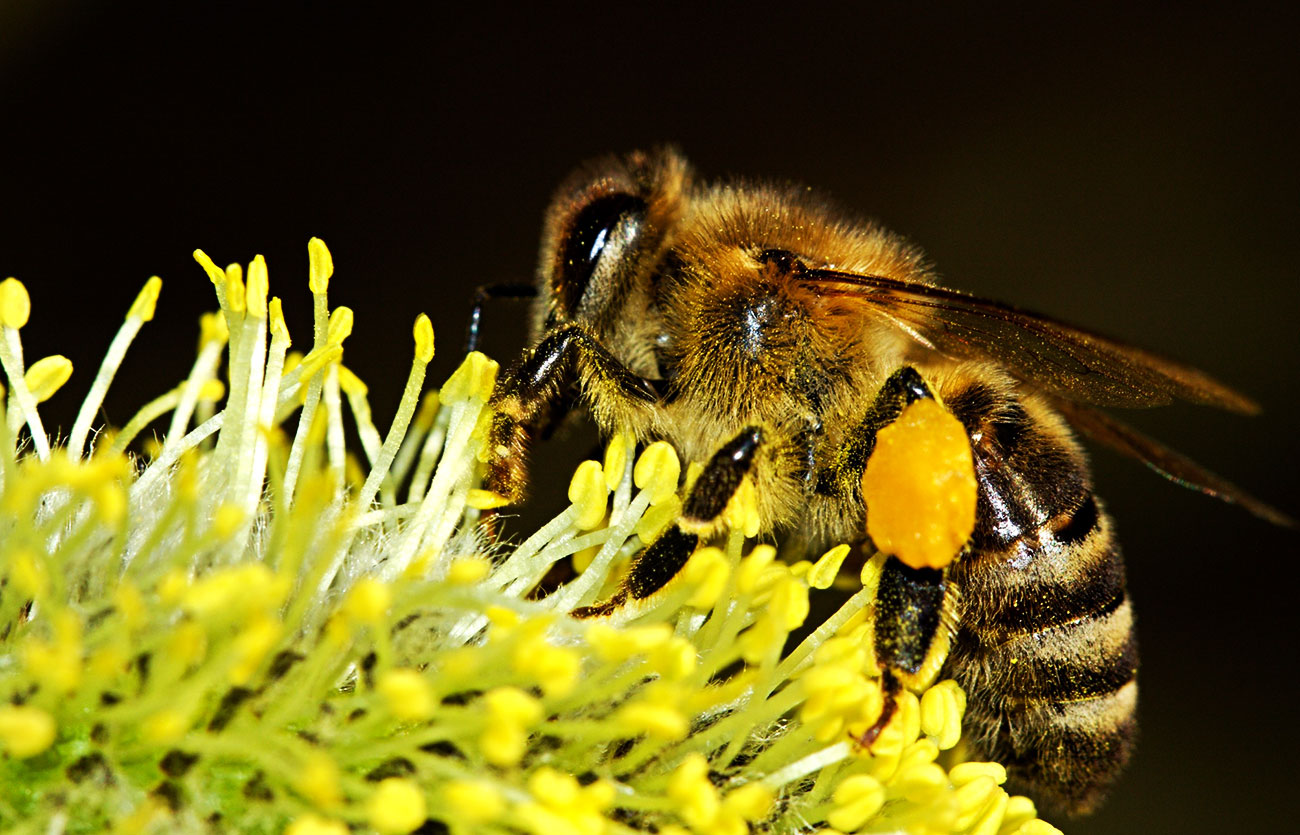 Diferencias entre abejorros y abejas carpinteras