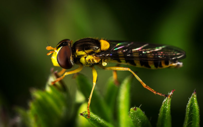 Diferencias entre avispa y abeja