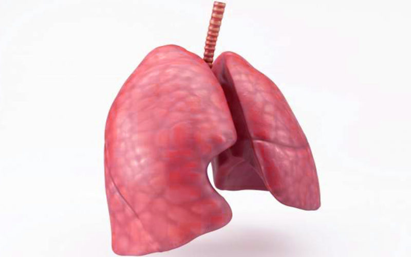 Diferencias entre cociente respiratorio (RQ) y relación de intercambio respiratorio (RER)