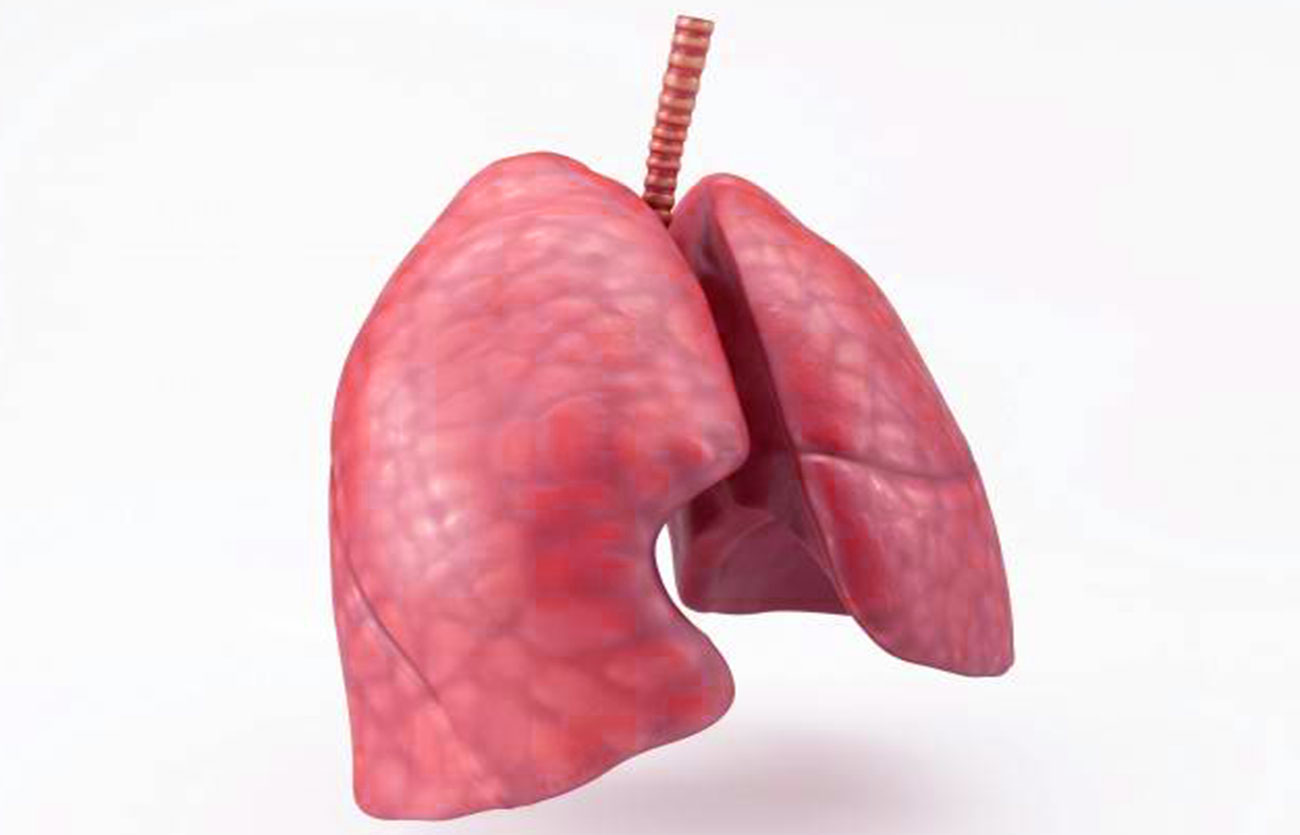 Diferencias entre cociente respiratorio (RQ) y relación de intercambio respiratorio (RER)