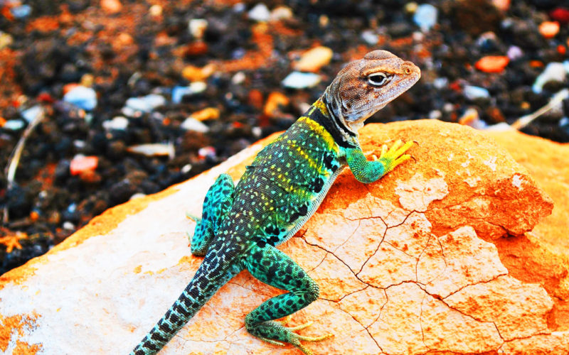 Diferencias entre gecko y lagarto