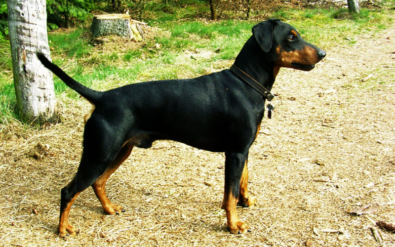 El pelaje de un perro pinscher alemán