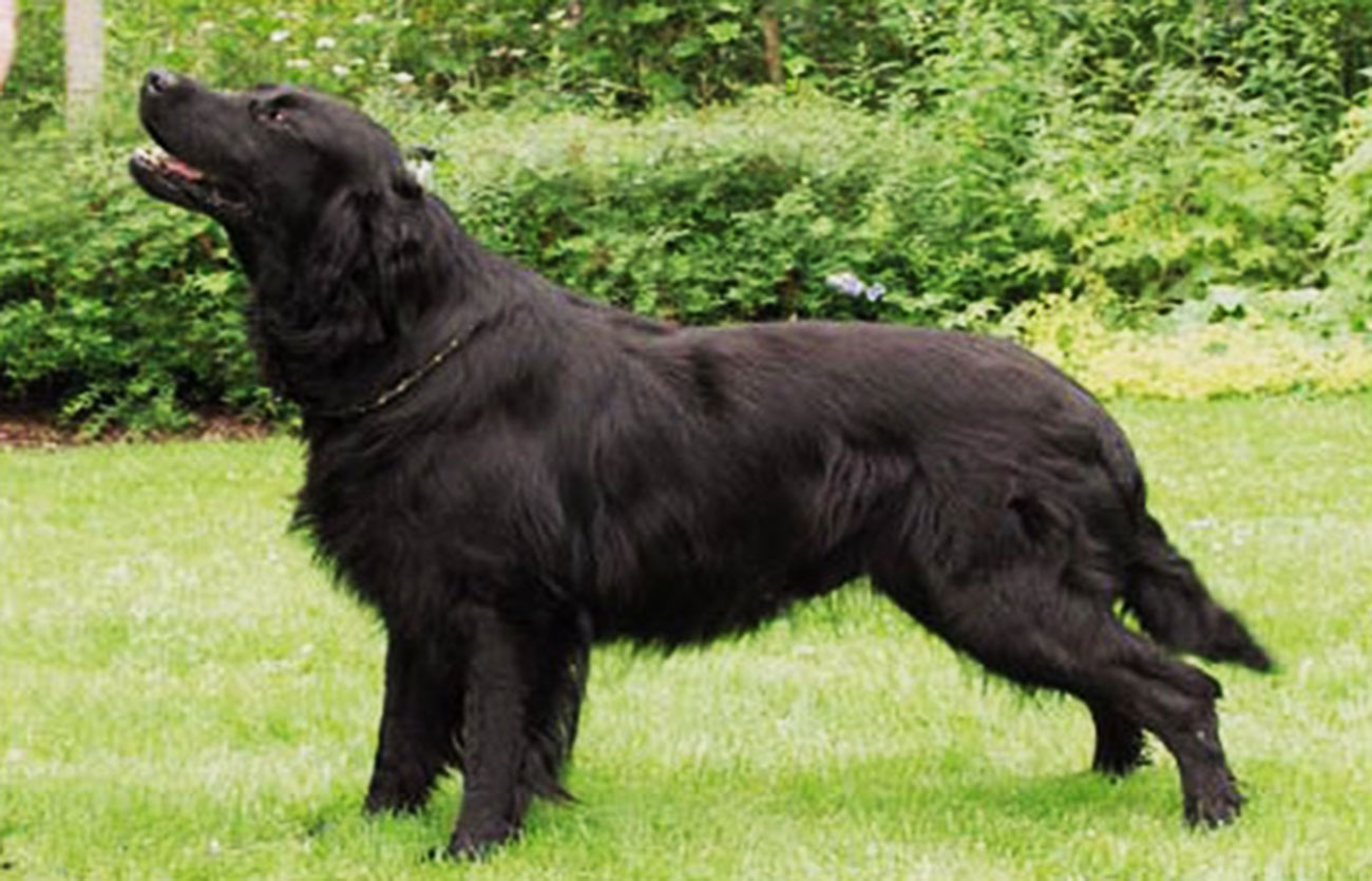 El pelaje de un perro retriever de pelo liso