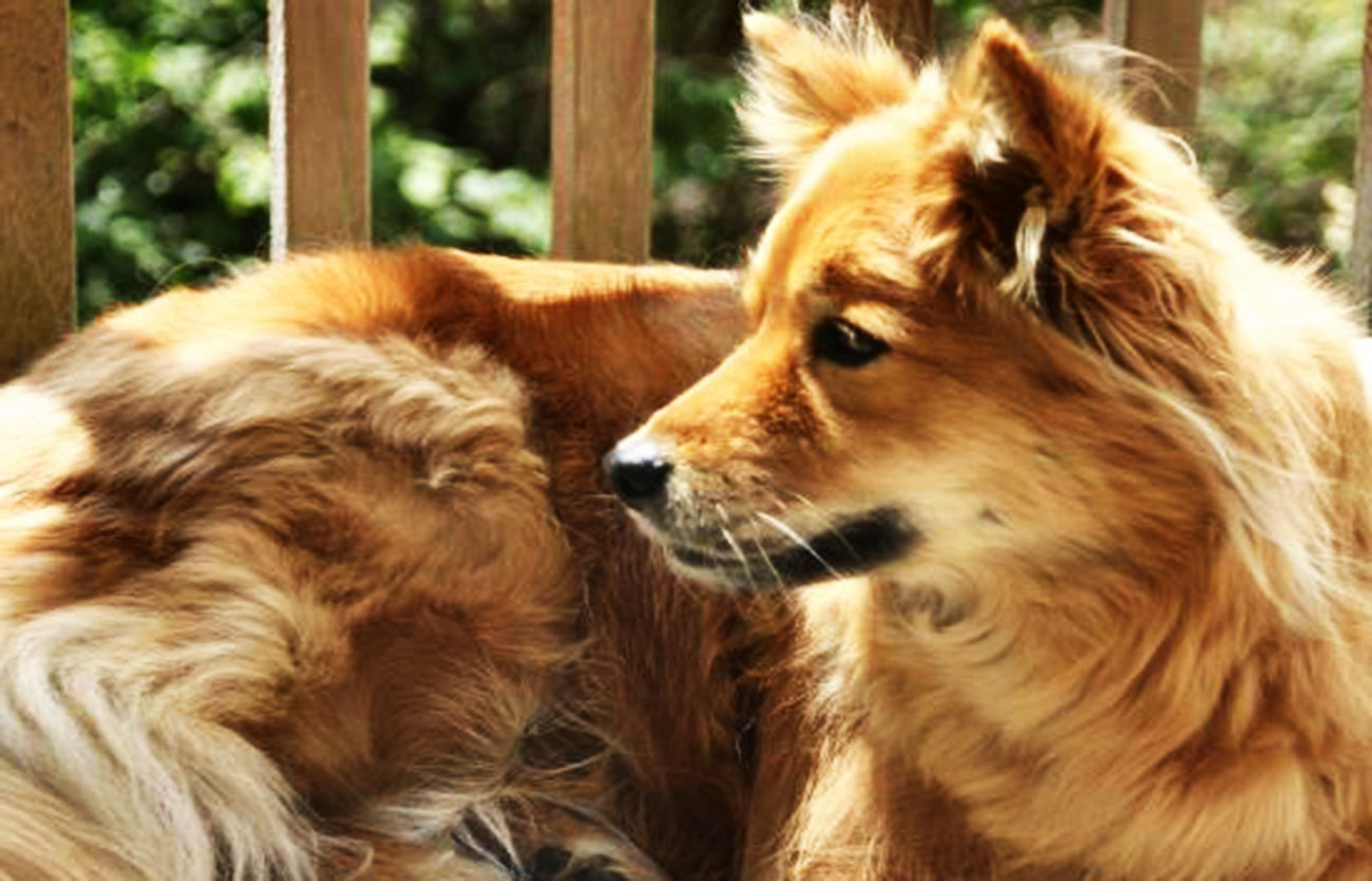 El pelaje de un perro spitz finlandés