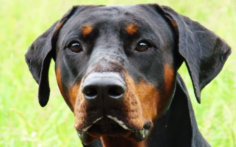 Enfermedades y esperanza de vida de un pinscher alemán