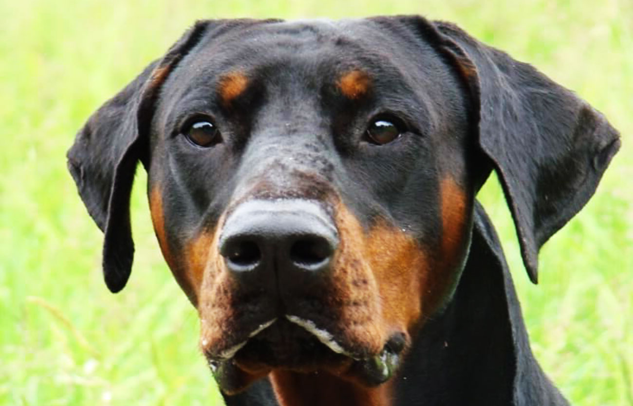 Enfermedades y esperanza de vida de un pinscher alemán