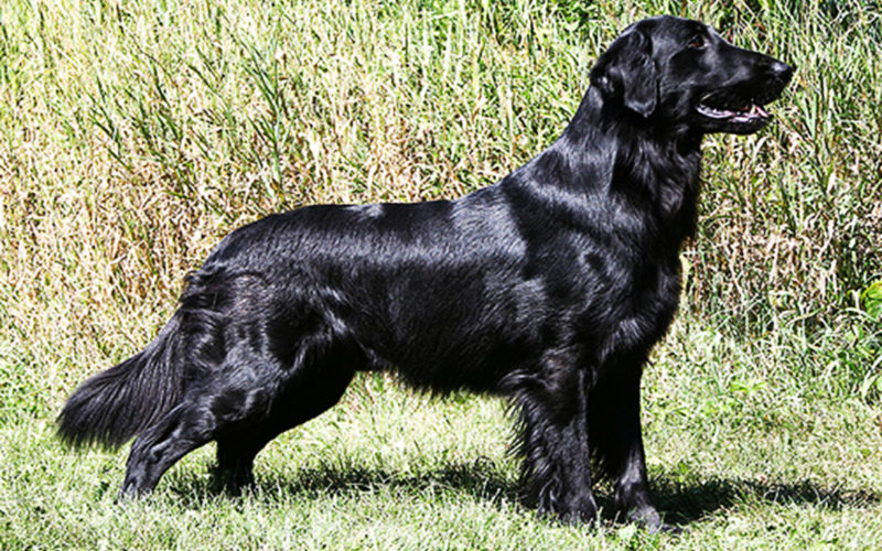 Enfermedades y esperanza de vida de un retriever de pelo liso