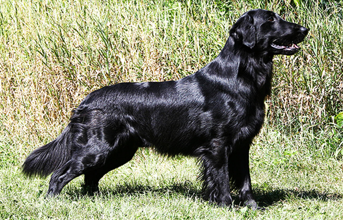 Enfermedades y esperanza de vida de un retriever de pelo liso