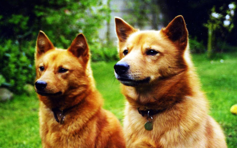 Enfermedades y esperanza de vida de un spitz finlandés