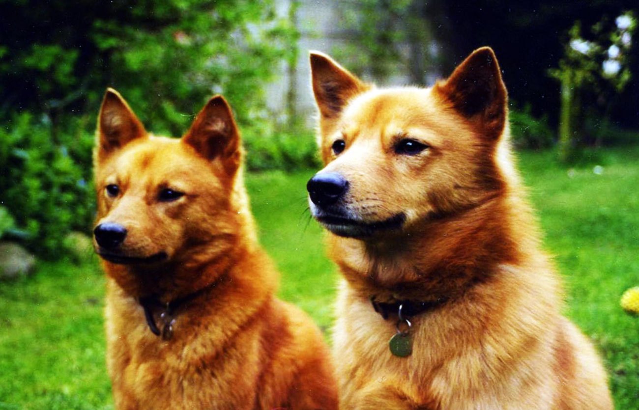 Enfermedades y esperanza de vida de un spitz finlandés