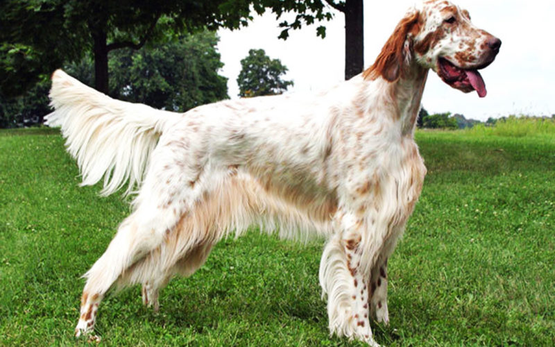 El pelaje de un perro setter inglés