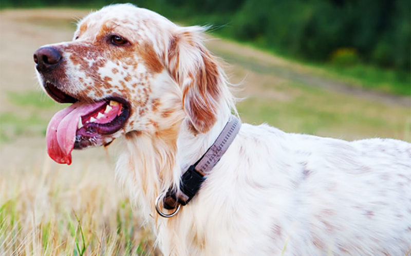 Enfermedades y esperanza de vida de un setter inglés