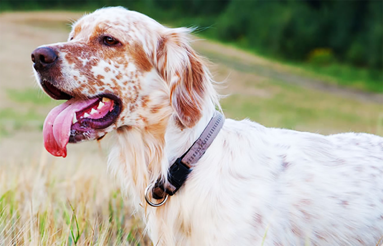 Enfermedades y esperanza de vida de un setter inglés