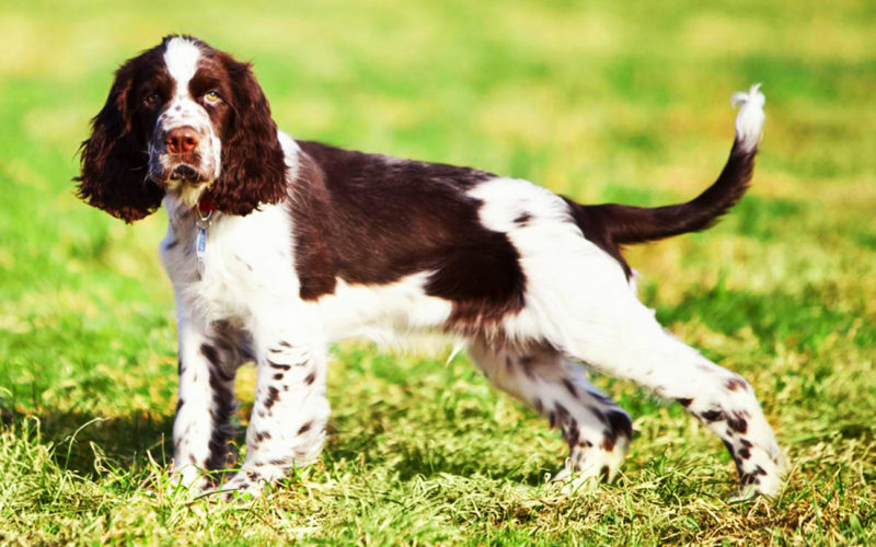 El pelaje de un perro springer spaniel inglés