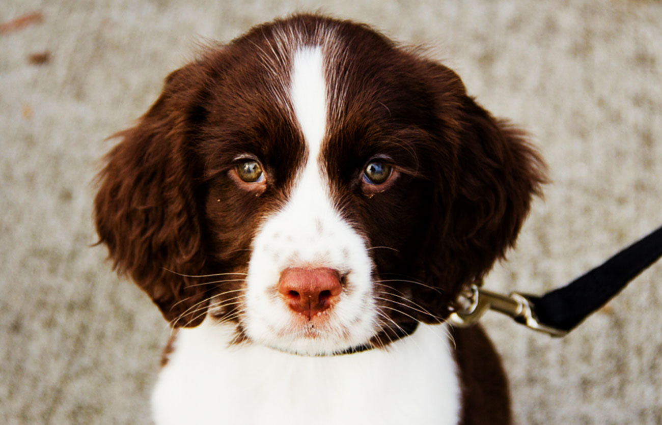 Enfermedades y esperanza de vida de un springer spaniel inglés