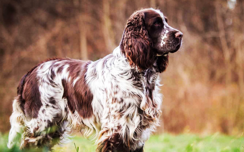 País de origen de la raza springer spaniel inglés